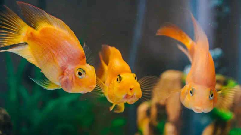 That Goldfish in Your Kid's Room Isn't Brain-Dead — It Just Learned Your Feeding Schedule
