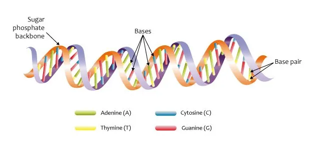 The 'Most of Your Genes Are Silent' Story Is Outdated — Here's What's Actually Happening in Your Cells